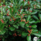 Euonymus japonicus : touffe ctr 5 litres